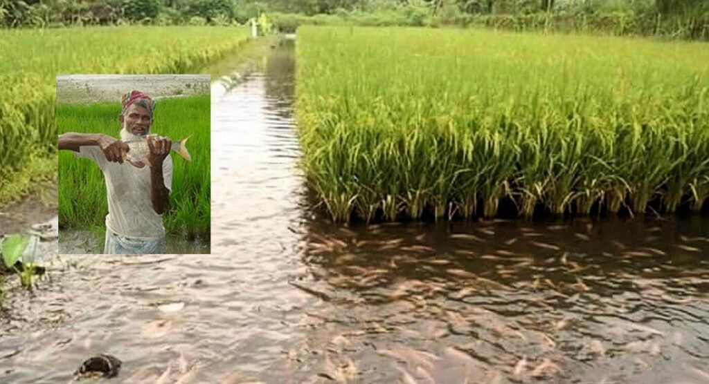 La technique de culture du riz et du poisson en Indonésie