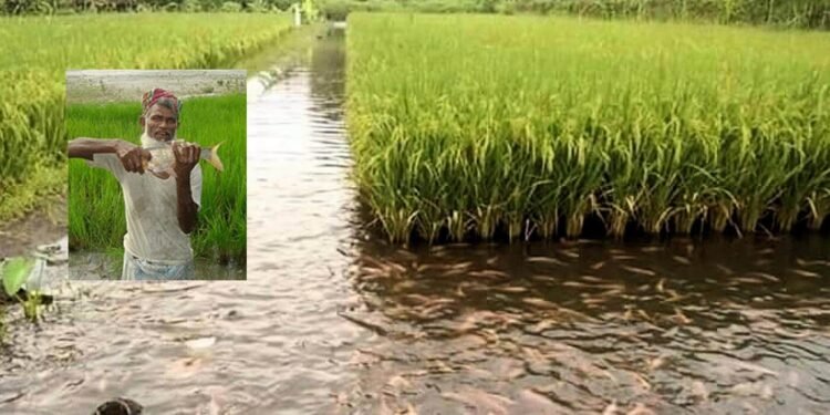 La technique de culture du riz et du poisson en Indonésie