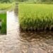 La technique de culture du riz et du poisson en Indonésie